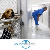 Cães da raça beagle